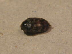 Image of Glabrous Cabinet Beetle