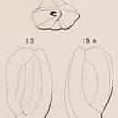 Image de Quinqueloculina subcarinata d'Orbigny ex Terquem 1878