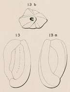 Image of Quinqueloculina subcarinata d'Orbigny ex Terquem 1878
