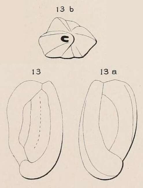 Image of Quinqueloculina subcarinata d'Orbigny ex Terquem 1878