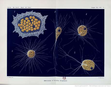 Image of Iridia diaphana Heron-Allen & Earland 1914