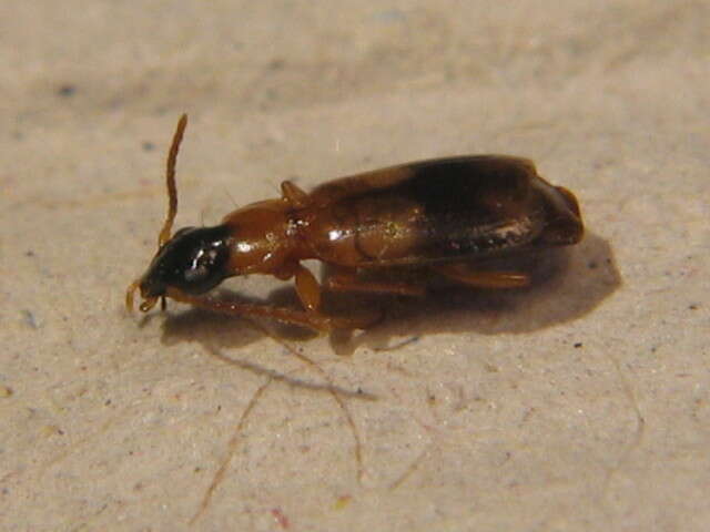 Image of Ground beetle