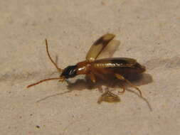 Image of Ground beetle