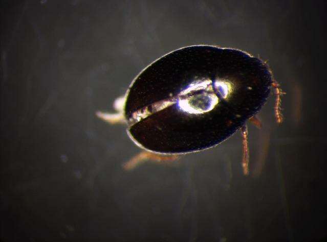 Image of <i>Ephistemus globulus</i>