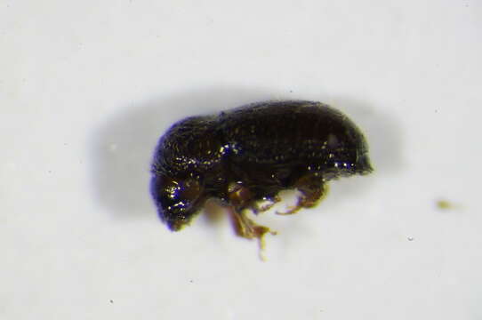 Image of Cryphalus piceae Wood & Bright 1992