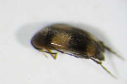 Image of Sitona suturalis Stephens 1831