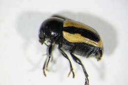 <i>Cryptocephalus vittatus</i> resmi