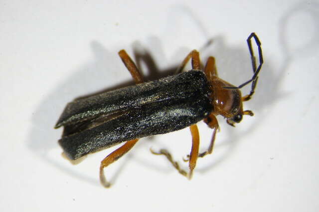 Image de Ancistronycha cyanipennis