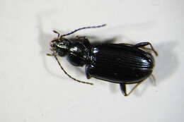 Image of Bembidion (Bembidionetolitzkya) atrocaeruleum (Stephens 1828)