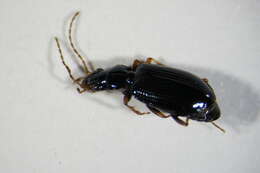 Image of Bembidion (Peryphanes) dalmatinum Dejean 1831