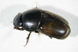 Image of <i>Ebaeus thoracicus</i>