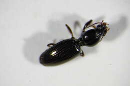 Image of Bembidion (Euperyphus) fluviatile Dejean 1831