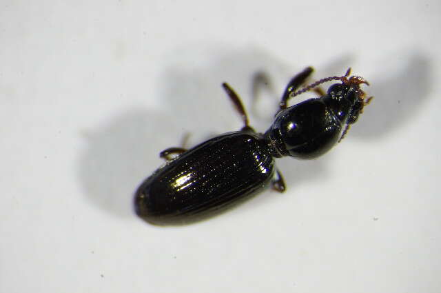 Image of Bembidion (Euperyphus) fluviatile Dejean 1831