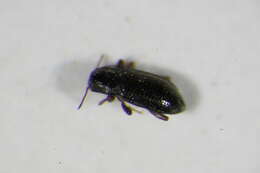 Image of <i>Chaetocnema mannerheimii</i>