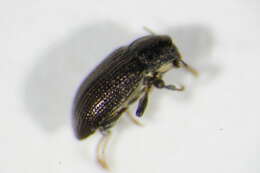 Image of Esolus parallelepipedus (Müller 1806)