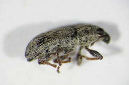 Image of Spotted Pea Weevil