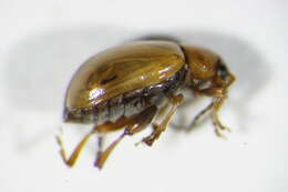 Image of Leaf beetle