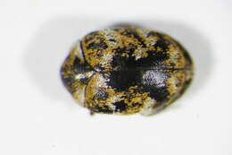 Image of Sacramento Anthicid Beetle