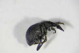 Image of <i>Oxystoma craccae</i>