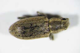 Image of Pea Leaf Weevil