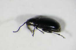 Image of <i>Phyllotreta consobrina</i>