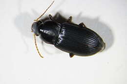 Image of Harpalus tenebrosus