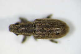 Image of Pea Leaf Weevil