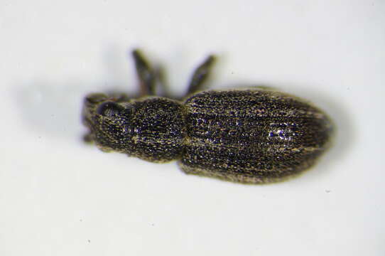 Image of Sitona striatellus Gyllenhal 1834