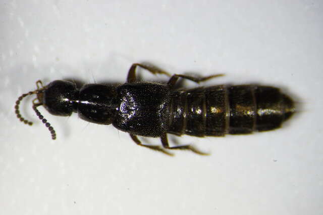 Image of Rove beetle