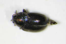 Image of <i>Chaetocnema laevicollis</i>