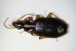 Image of Dromius (Dromius) agilis (Fabricius 1787)