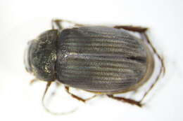 Image of Maladera holosericea (Scopoli 1772)