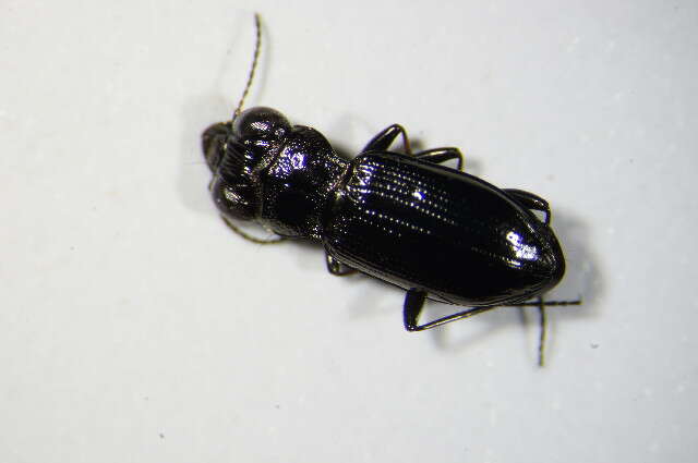 Image of Rough-necked Springtail-stalker