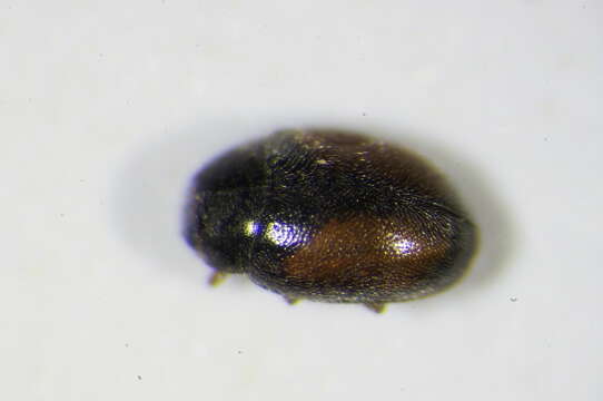 Image of <i>Nephus redtenbacheri</i>