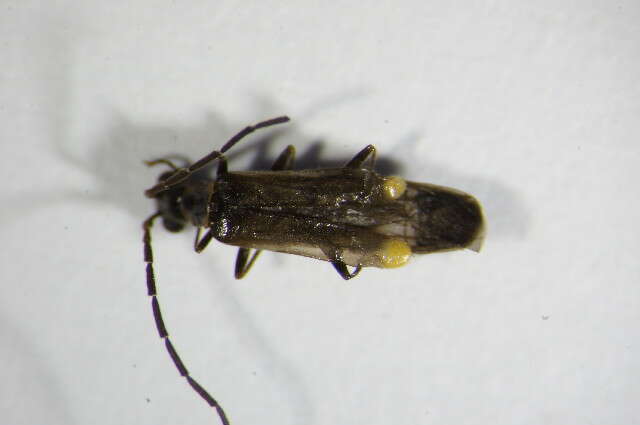 صورة <i>Malthodes marginatus</i>