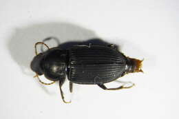 Harpalus (Harpalus) rufipalpis Sturm 1818 resmi