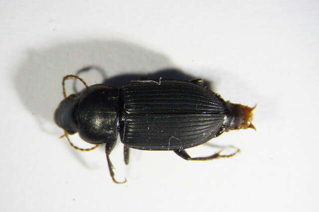 Harpalus (Harpalus) rufipalpis Sturm 1818 resmi