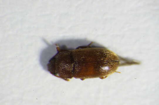 صورة <i>Cryptophagus pubescens</i>