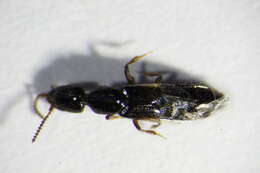 Image of Rove beetle