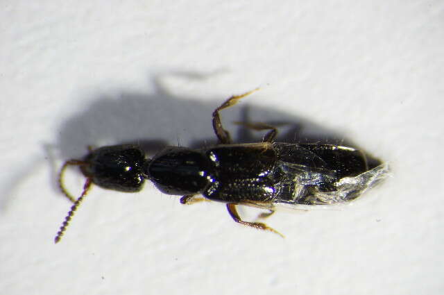 Image of Rove beetle