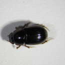 Image of <i>Aphodius nemoralis</i>