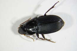 Harpalus (Harpalus) rufipalpis Sturm 1818 resmi