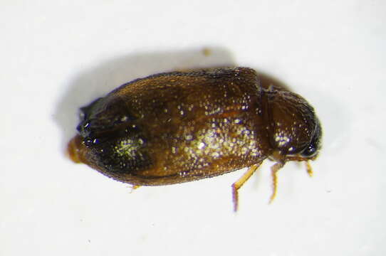 Image of <i>Tetratoma desmarestii</i>