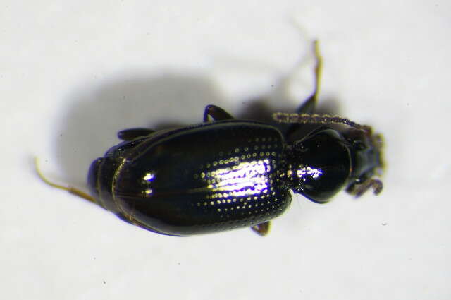 Image of Bembidion (Emphanes) tenellum Erichson 1837