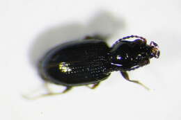 Image of Bembidion (Emphanes) tenellum Erichson 1837