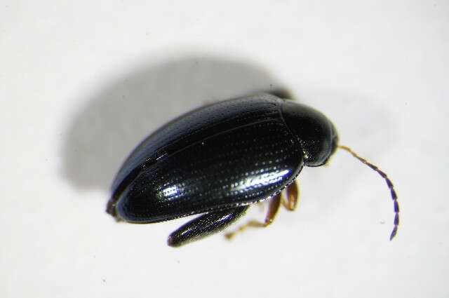 Image of Cabbage-stem flea beetle