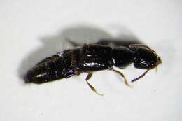 Image of Rove beetle