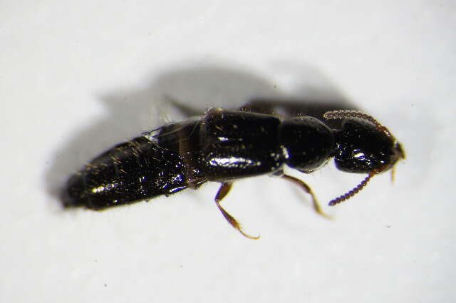 Image of Rove beetle