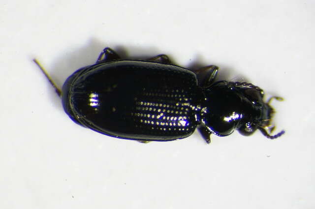 Bembidion (Emphanes) minimum (Fabricius 1792)的圖片