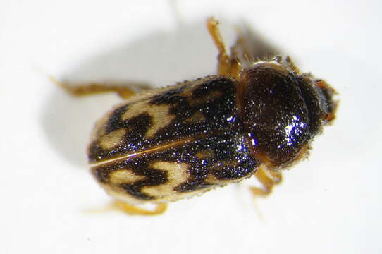 Image of <i>Heterocerus flexuosus</i>